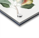 Pear Pyrus Perla from Pomona Italiana 1817 - 1839 by Giorgio Gallesio 1772-1839.  Acrylic print