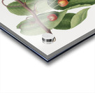 Cherry Cerasus cordiformis duracina from Pomona Italiana 1817 - 1839 by Giorgio Gallesio 1772-1839.  Acrylic print