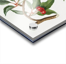 Cherry Ciliegio visciolino from Pomona Italiana 1817 - 1839 by Giorgio Gallesio 1772-1839.  Acrylic print