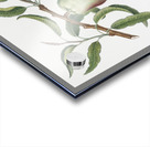 Almond Communis naxea from Pomona Italiana 1817 - 1839 by Giorgio Gallesio 1772-1839.  Acrylic print