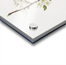 Musky pear flower Pyrus × bretschneideri from Pomona Italiana 1817 - 1839 by Giorgio Gallesio 1772-1839.  Acrylic print