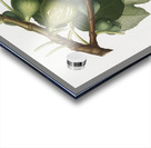 Common Fig Ficus carica sativa from Pomona Italiana 1817 - 1839 by Giorgio Gallesio 1772-1839.  Acrylic print