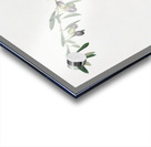 Olives Olea sativa Italica from Pomona Italiana 1817 - 1839 by Giorgio Gallesio 1772-1839.  Acrylic print