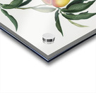 Peach Persica julodermis from Pomona Italiana 1817 - 1839 by Giorgio Gallesio 1772-1839.  Acrylic print