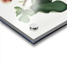 White-peel fig Ficus carica sativa from Pomona Italiana 1817 - 1839 by Giorgio Gallesio 1772-1839.  Acrylic print