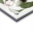 Hard-fleshed Cherry Cerasus Duracina from Pomona Italiana 1817 - 1839 by Giorgio Gallesio 1772-1839.  Acrylic print