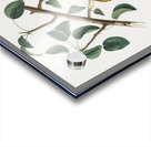 Seckel pear Pyrus × serrulata from Pomona Italiana 1817 - 1839 by Giorgio Gallesio 1772-1839.  Acrylic print