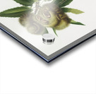 Spanish Chestnut Castanea sativa from Pomona Italiana 1817 - 1839 by Giorgio Gallesio 1772-1839.  Acrylic print