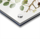 Carob Ceratonia from Pomona Italiana 1817 - 1839 by Giorgio Gallesio 1772-1839.  Acrylic print