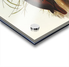 Gnathodon Gnathodon strigirostris illustrated by Elizabeth Gould 1804–1841 for John Gould’s 1804-1881 Birds of Australia  Acrylic print