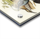 Magnificent Rifle-bird Ptiloris magnifica illustrated by Elizabeth Gould 1804–1841 for John Gould’s 1804-1881 Birds of Australia  Acrylic print