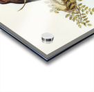 Wood Swallow Artamus sordid illustrated by Elizabeth Gould 1804–1841 for John Gould’s 1804-1881 Birds of Australia  Acrylic print