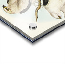 Square-tailed Kite Milvus insures illustrated by Elizabeth Gould 1804–1841 for John Gould’s 1804-1881 Birds of Australia  Acrylic print