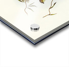 Forty-spotted Pardalote Pardalotus quadragintus illustrated by Elizabeth Gould 1804–1841 for John Gould’s 1804-1881 Birds of Australia  Acrylic print