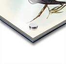 White-eyebrowed Wood Swallow Artamus supercilious illustrated by Elizabeth Gould 1804–1841 for John Gould’s 1804-1881 Birds of Australia  Acrylic print