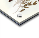 Rufous-fronted Fantail Rhipidura rufifrons illustrated by Elizabeth Gould 1804–1841 for John Gould’s 1804-1881 Birds of Australia  Acrylic print