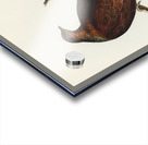 Pheasant-tailed Pigeon Macropygia Phasianella illustrated by Elizabeth Gould 1804–1841 for John Gould’s 1804-1881 Birds of Australia  Acrylic print