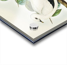 Torres Strait Fruit Pigeon Carpophaga luctuosa illustrated by Elizabeth Gould 1804–1841 for John Gould’s 1804-1881 Birds of Australia  Acrylic print