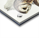 Chestnut-faced Owl Strix castanops illustrated by Elizabeth Gould 1804–1841 for John Gould’s 1804-1881 Birds of Australia  Acrylic print