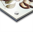 Great Brown Kingfisher Dacelo gigantic illustrated by Elizabeth Gould 1804–1841 for John Gould’s 1804-1881 Birds of Australia  Acrylic print