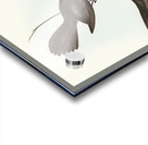 Black Fantailed Flycatcher Rhipidura Motacilloides illustrated by Elizabeth Gould 1804–1841 for John Gould’s 1804-1881 Birds of Australia  Acrylic print