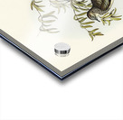 Peaceful Ground Dove Geopelia tranquilla illustrated by Elizabeth Gould 1804–1841 for John Gould’s 1804-1881 Birds of Australia  Acrylic print