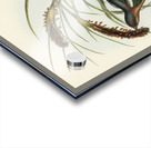 Swainson’s Graucalus Graucalus Swainsonii illustrated by Elizabeth Gould 1804–1841 for John Gould’s 1804-1881 Birds of Australia  Acrylic print