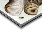 Masked Barn Owl Strix Personata Vig illustrated by Elizabeth Gould 1804–1841 for John Gould’s 1804-1881 Birds of Australia  Acrylic print