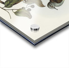 Barred-shouldered Ground Dove Geopelia humeralis illustrated by Elizabeth Gould 1804–1841 for John Gould’s 1804-1881 Birds of Australia  Acrylic print