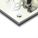 Ground Graucalus Pteropodocys Phasianella illustrated by Elizabeth Gould 1804–1841 for John Gould’s 1804-1881 Birds of Australia  Acrylic print