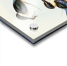 Sacred Halcyon Halcyon sanctus illustrated by Elizabeth Gould 1804–1841 for John Gould’s 1804-1881 Birds of Australia  Acrylic print