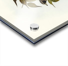 White-vented Wood Swallow Artamus albiventris illustrated by Elizabeth Gould 1804–1841 for John Gould’s 1804-1881 Birds of Australia  Acrylic print