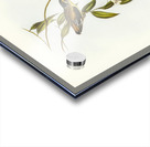 Striated Pardalote Pardalotus striatus illustrated by Elizabeth Gould 1804–1841 for John Gould’s 1804-1881 Birds of Australia  Acrylic print