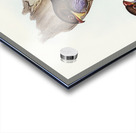 Australian Roller Eurystomus Australis illustrated by Elizabeth Gould 1804–1841 for John Gould’s 1804-1881 Birds of Australia  Acrylic print