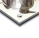 Grey Crow-Shrike Strepera Anaphonensis illustrated by Elizabeth Gould 1804–1841 for John Gould’s 1804-1881 Birds of Australia  Acrylic print