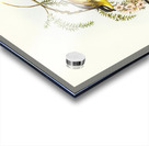 Black-headed Pardalote Pardalotus melanocephalus illustrated by Elizabeth Gould 1804–1841 for John Gould’s 1804-1881 Birds of Australia  Acrylic print