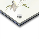 Allied Pardalote Pardalotus affines illustrated by Elizabeth Gould 1804–1841 for John Gould’s 1804-1881 Birds of Australia  Acrylic print