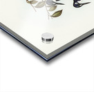 Little Kingfisher Alcyone pasilla illustrated by Elizabeth Gould 1804–1841 for John Gould’s 1804-1881 Birds of Australia  Acrylic print