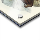 White-quilled Rock Dove Petrophassa albipennis illustrated by Elizabeth Gould 1804–1841 for John Gould’s 1804-1881 Birds of Australia  Acrylic print