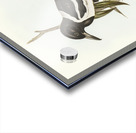 Pied Crow-Shrike Cracticus picatus illustrated by Elizabeth Gould 1804–1841 for John Gould’s 1804-1881 Birds of Australia  Acrylic print