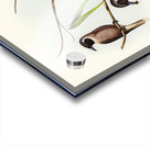 Masked Wood Swallow Artamus personates Gould illustrated by Elizabeth Gould 1804–1841 for John Gould’s 1804-1881 Birds of Australia  Acrylic print