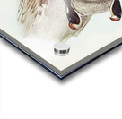 Fairy Martin Collocalia Ariel illustrated by Elizabeth Gould 1804–1841 for John Gould’s 1804-1881 Birds of Australia  Acrylic print