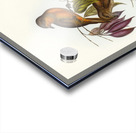 Red-throated Pachycephala Pachycephala rufogularis illustrated by Elizabeth Gould 1804–1841 for John Gould’s 1804-1881 Birds of Australia  Acrylic print