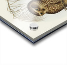 Spotted Owl Athene maculate illustrated by Elizabeth Gould 1804–1841 for John Gould’s 1804-1881 Birds of Australia  Acrylic print