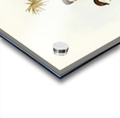 Northern Fantail Rhipidura isura illustrated by Elizabeth Gould 1804–1841 for John Gould’s 1804-1881 Birds of Australia  Acrylic print