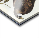 Wedge-tailed Eagle Aquila focosa illustrated by Elizabeth Gould 1804–1841 for John Gould’s 1804-1881 Birds of Australia  Acrylic print