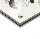 Shining Flycatcher Myiagra nitida illustrated by Elizabeth Gould 1804–1841 for John Gould’s 1804-1881 Birds of Australia  Acrylic print