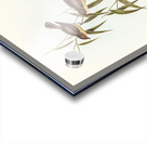 Short-billed tree tit Smicrornis brevirostris illustrated by Elizabeth Gould 1804–1841 for John Gould’s 1804-1881 Birds of Australia  Acrylic print