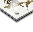 Frontal Shrike-Tit Falcunculus frontatus illustrated by Elizabeth Gould 1804–1841 for John Gould’s 1804-1881 Birds of Australia  Acrylic print