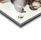 Brown Hawk Ieracidea Berigora illustrated by Elizabeth Gould 1804–1841 for John Gould’s 1804-1881 Birds of Australia  Acrylic print